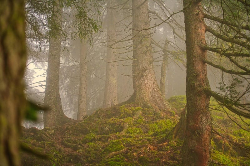 Whimsical Woodland
